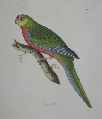 (BIRDS). JARDINE, Sir William [1800-1874] & SELBY, Prideaux John [1788-1867]. LIZARS, W.H. (Engraver). Platycereus Stanleyii [Lord Stanley’s Parakeet]. [‘Illustrations of Ornithology’. Edinburgh & London: 1826-1835].